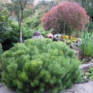 Сосна горная Пумилио